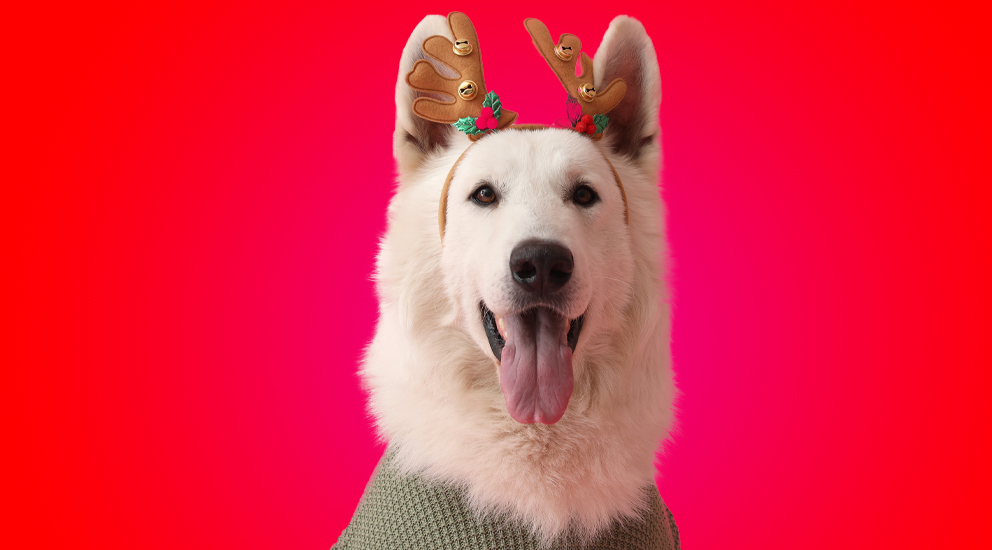 White dog with reindeer antlers